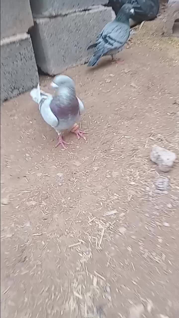 کبوتر|پرنده|تایباد, |دیوار