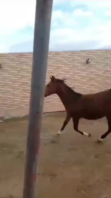 اسب|اسب و تجهیزات اسب‌سواری|ابریشم, |دیوار