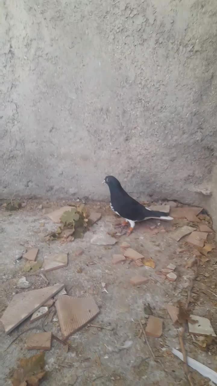 شهری|پرنده|خرامه, |دیوار