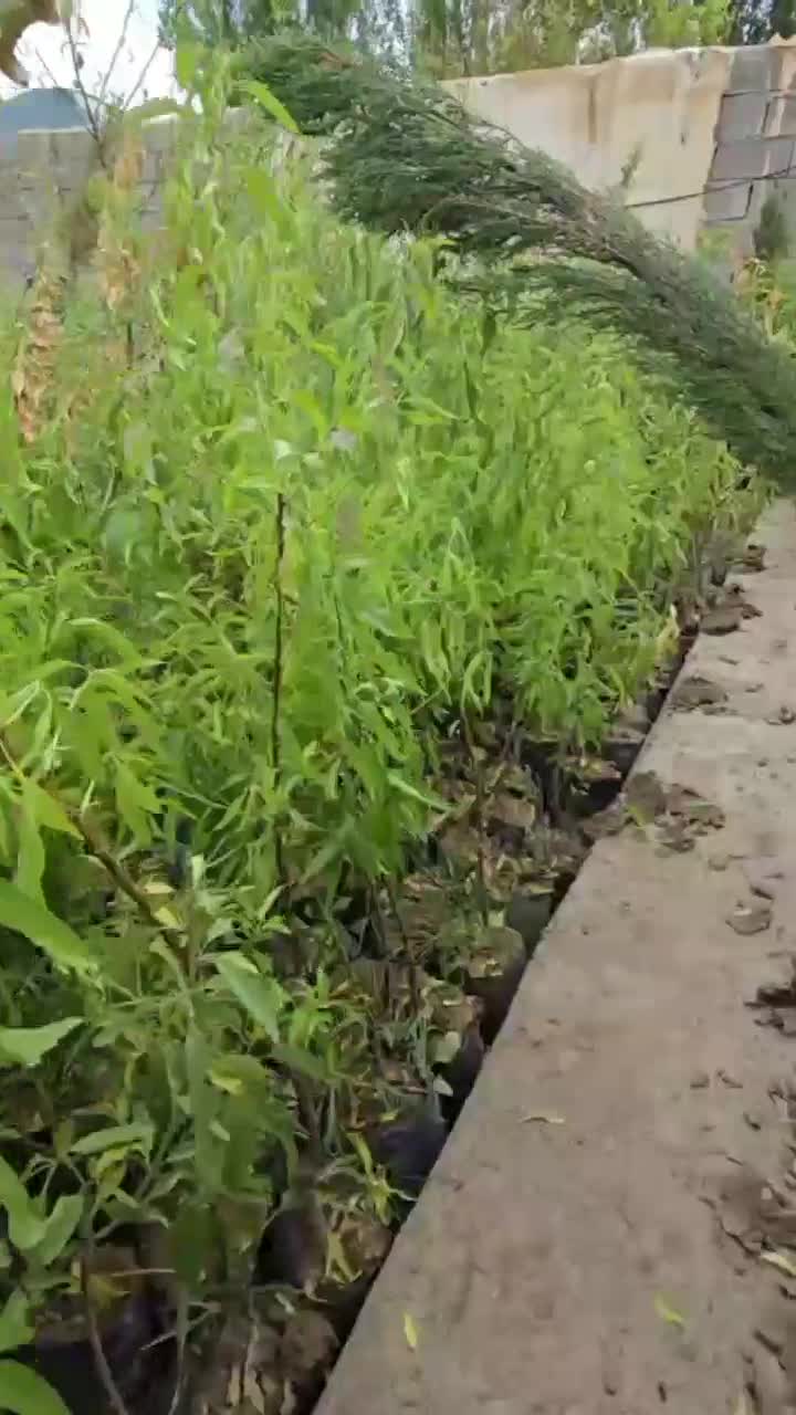 نهال بادام با باردهی مطمئن،انتخاب آینده دار|خدمات باغبانی و درختکاری|محمدیه-قزوین, |دیوار