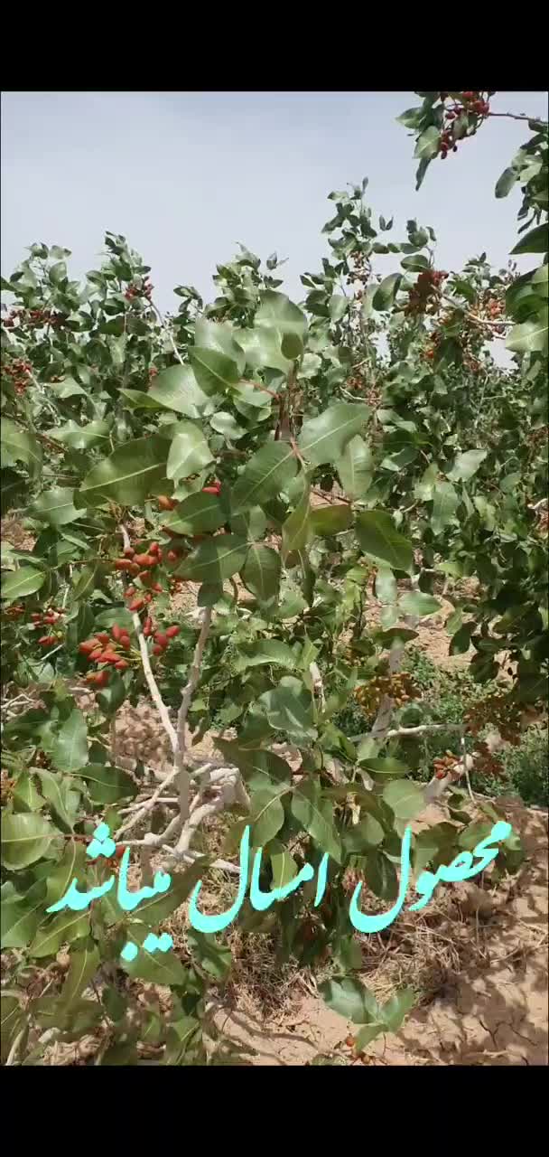 باغ پسته  قیمت توافقی|فروش دفتر صنعتی، کشاورزی، تجاری|شادمهر, |دیوار