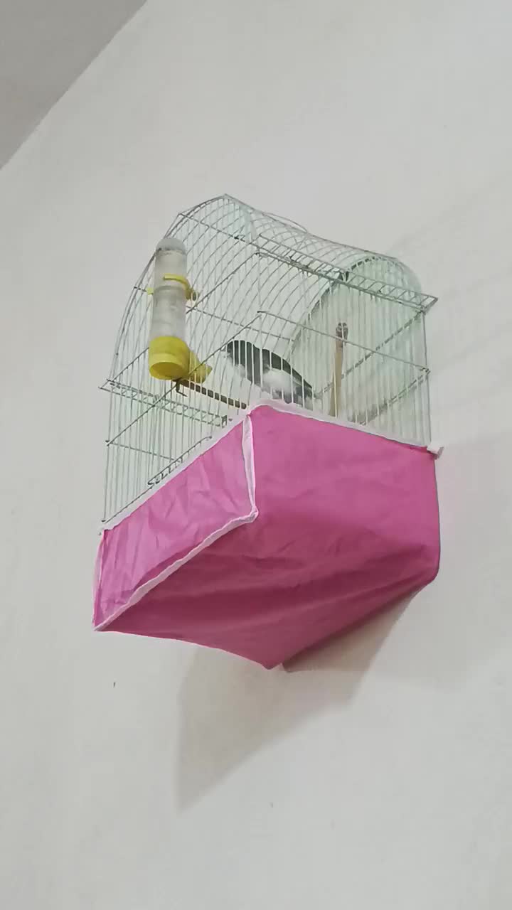 قناری|پرنده|میناب, |دیوار