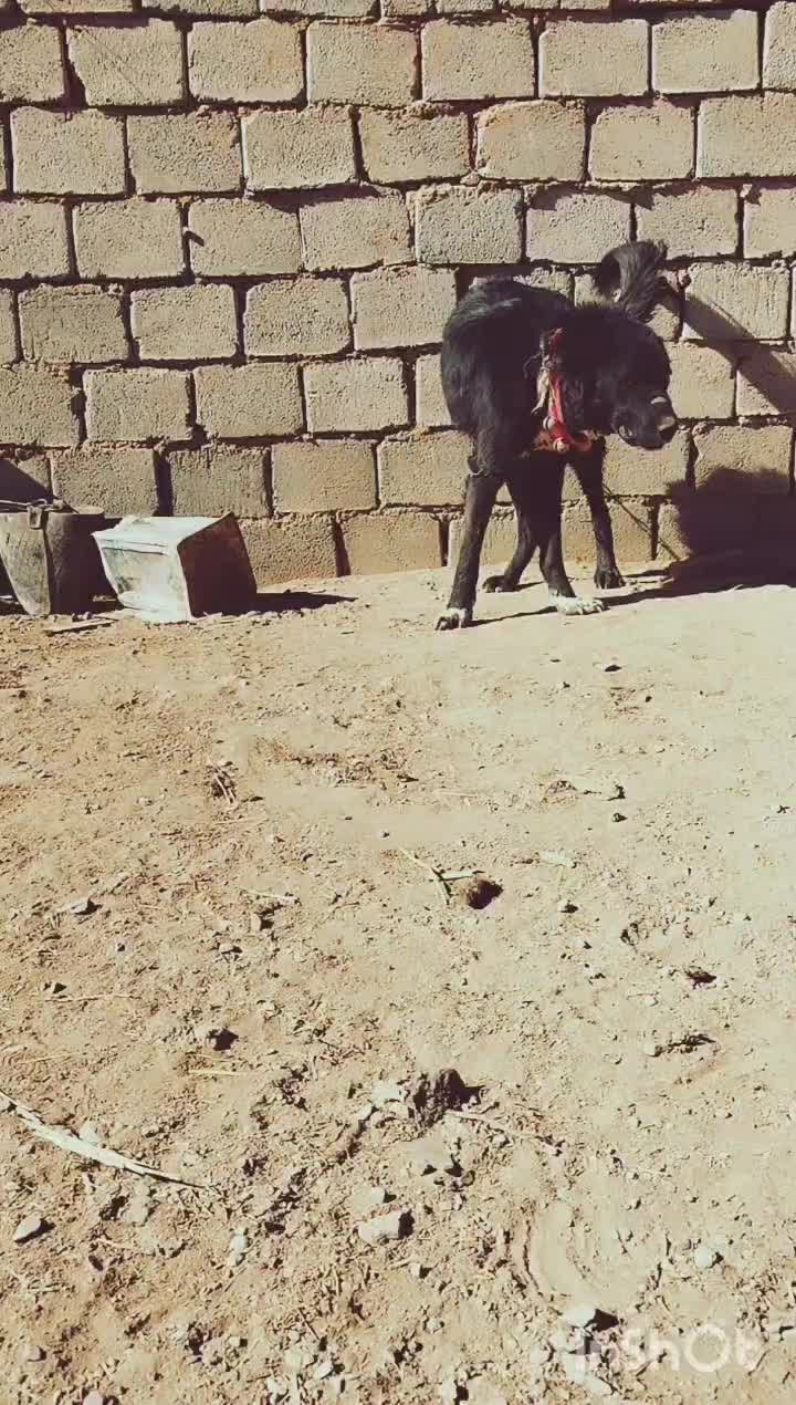 سگ قدرجونی|سگ|داران, |دیوار