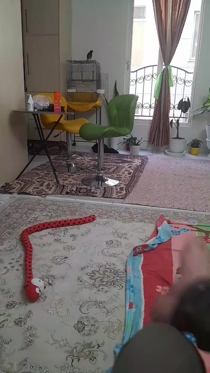 مرغ مینا سخنگو|پرنده|تهران, ارامنه|دیوار