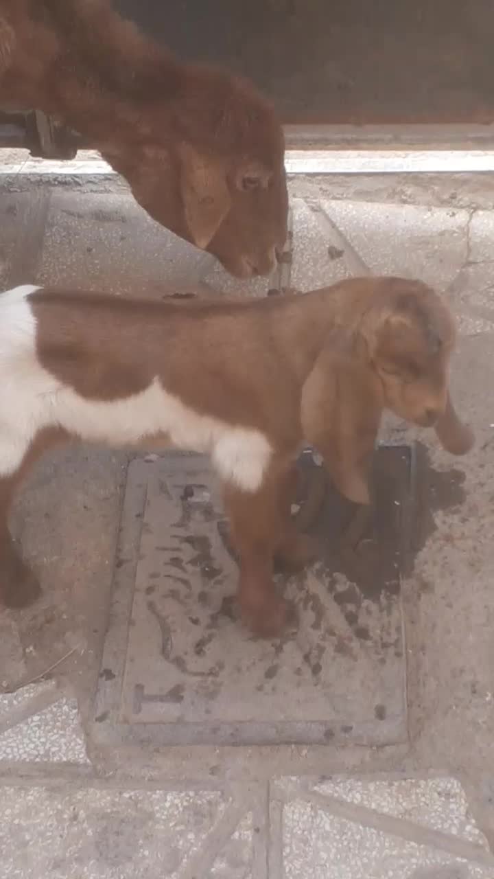 بزغاله شیری ماده سالم سرحال|حیوانات مزرعه|سبزوار, اسلام آباد|دیوار