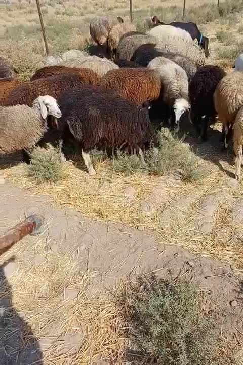 بره نروماده|حیوانات مزرعه|کاشان, مزرعه نواب|دیوار