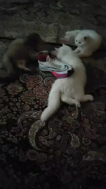 بریتیش اصیل|گربه|تبریز, |دیوار