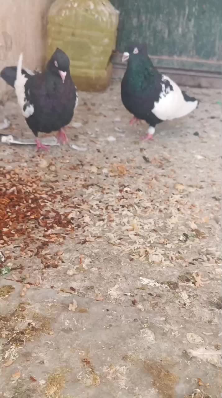 سینه سیاه چنگ سفید|پرنده|شیراز, رکن‌آباد|دیوار