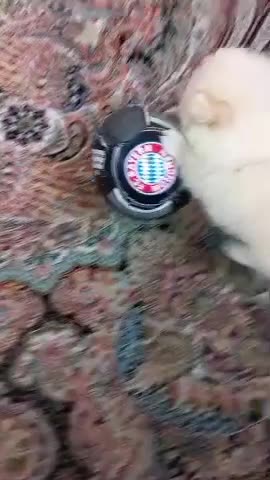 سگ پامر خرسی|سگ|اسلام‌شهر, شهرک مهدیه|دیوار