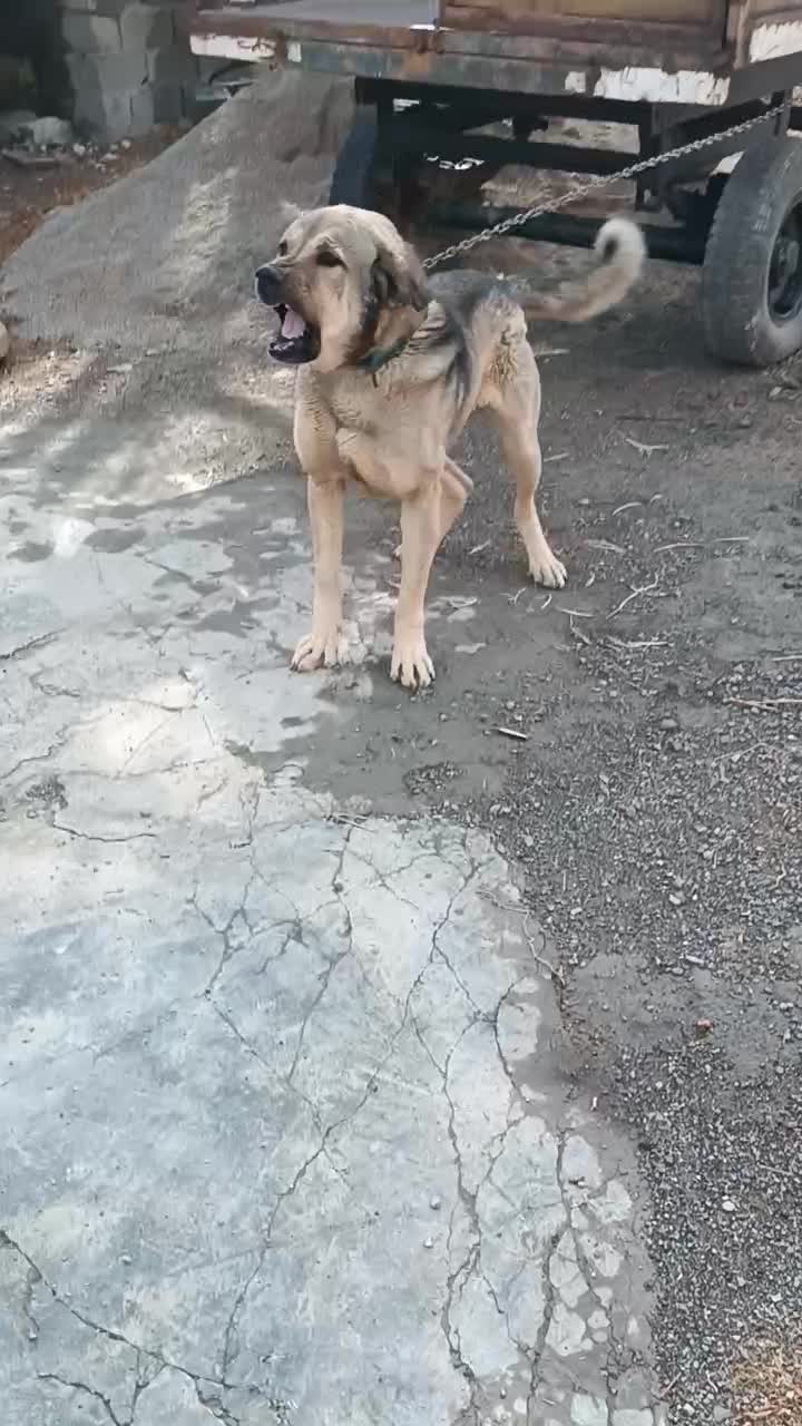 واگذاری سگ پژدر|سگ|ماهیدشت, |دیوار