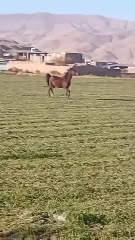 فروش اسب نژاد کرد .از لاین سهراب جعفری  سه ساله|اسب و تجهیزات اسب‌سواری|اسدآباد, |دیوار