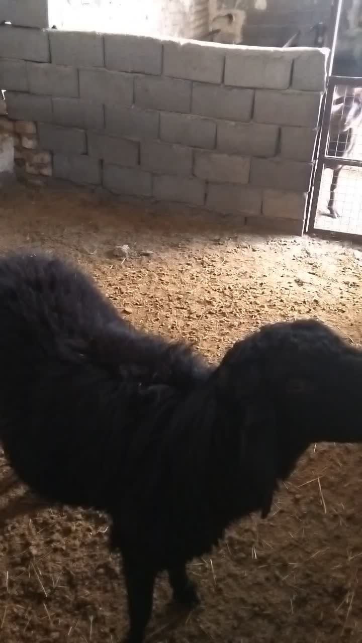 یک عددقوچ قارا|حیوانات مزرعه|نوبران, |دیوار