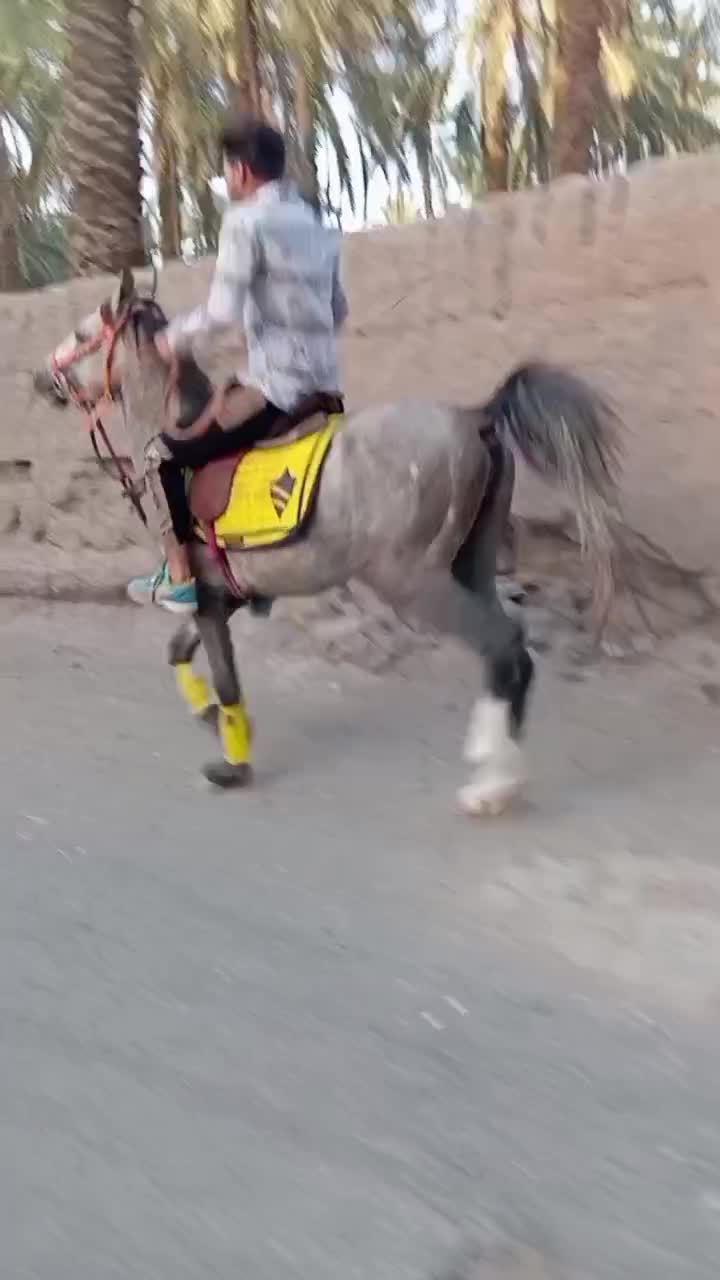 اسب عرب|اسب و تجهیزات اسب‌سواری|بم, |دیوار