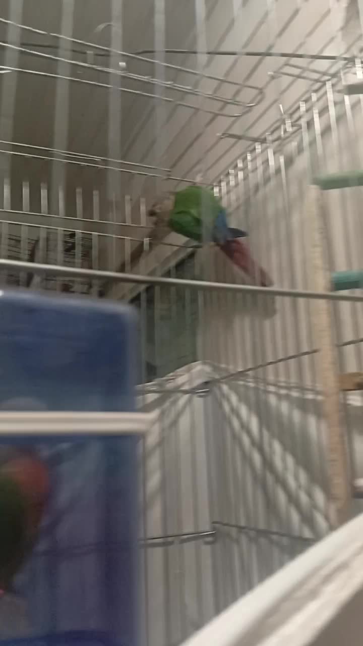 یک جفت گیرینچی دستی با مزه شیتون|پرنده|کهریزک, |دیوار