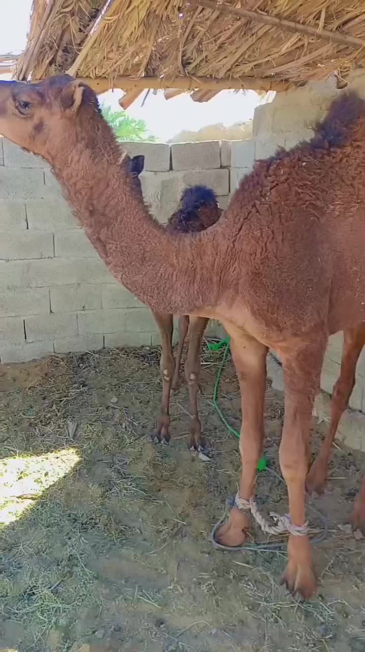 دو عدد هاشی نر چاق|حیوانات مزرعه|سراوان, |دیوار