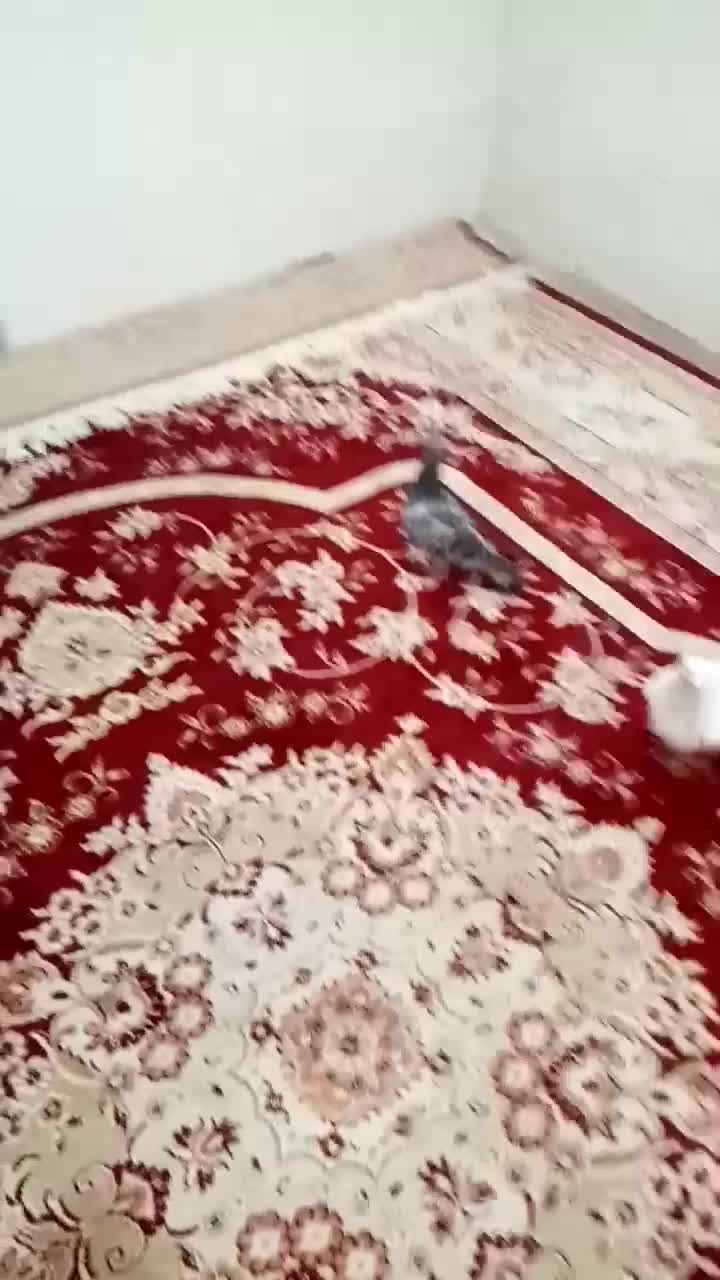 کفتر|پرنده|مشهد, کوی دروی|دیوار