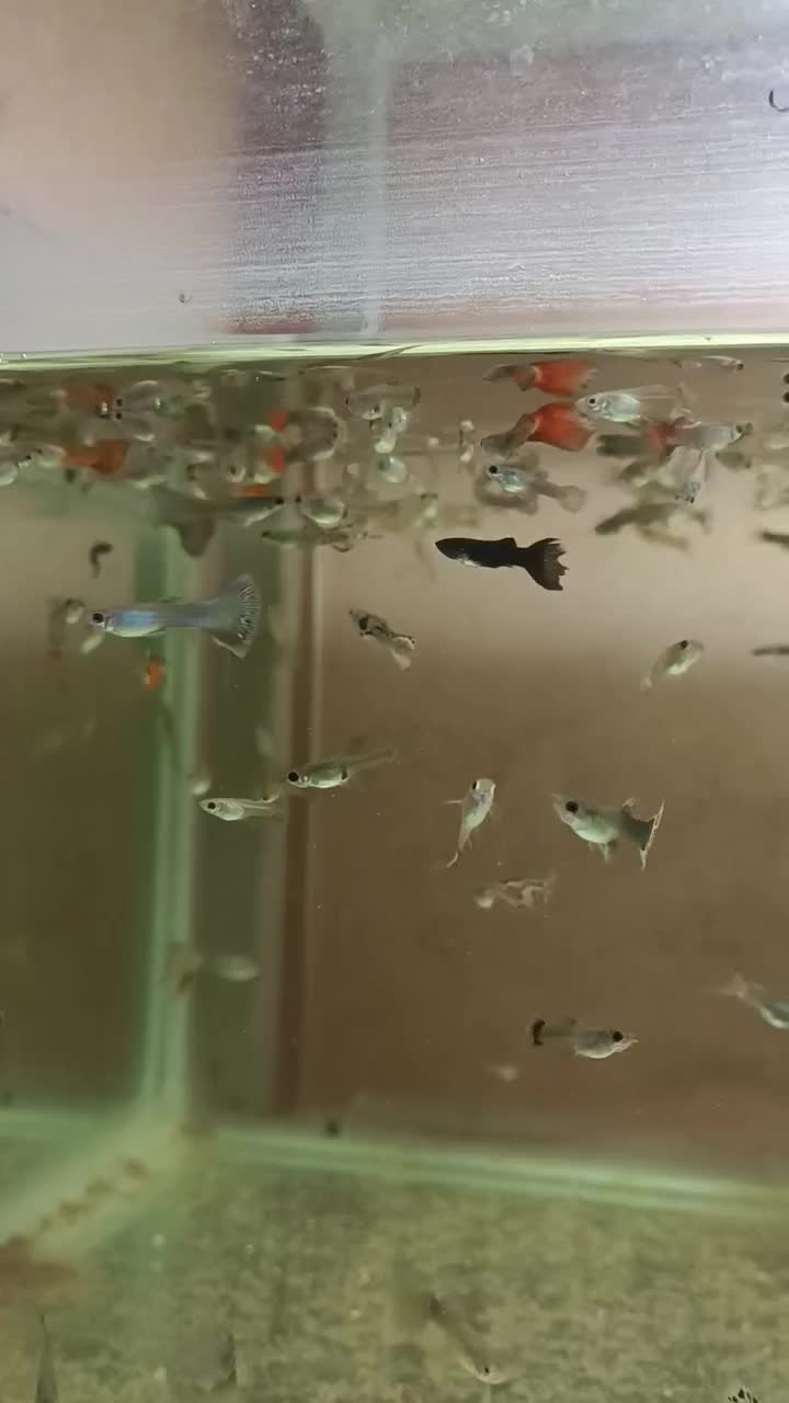 ماهی گوپی بصورت یکجا|ماهی|کرمانشاه, |دیوار