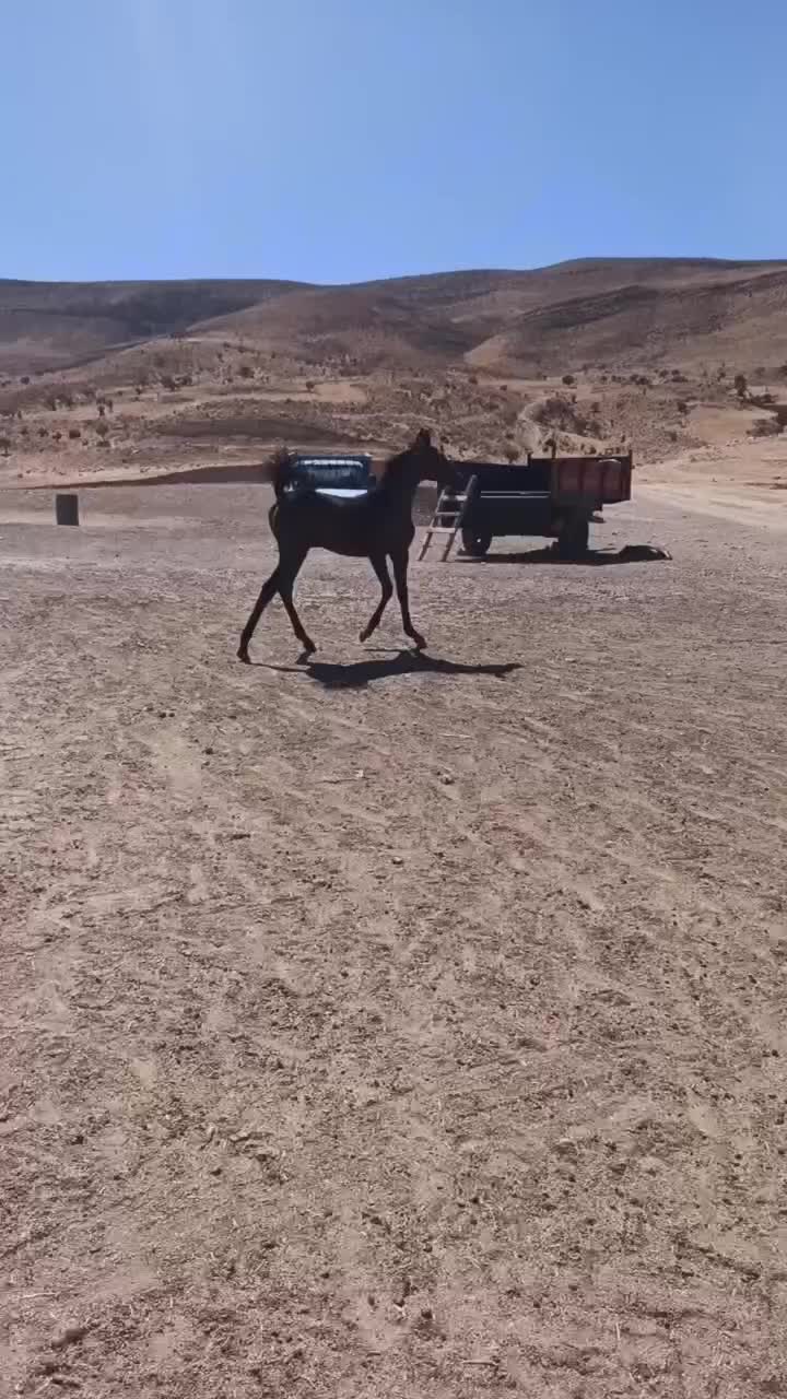 فروش مادیان و کوره مادیان درجه یک کورد|اسب و تجهیزات اسبسواری|ماهیدشت, |دیوار