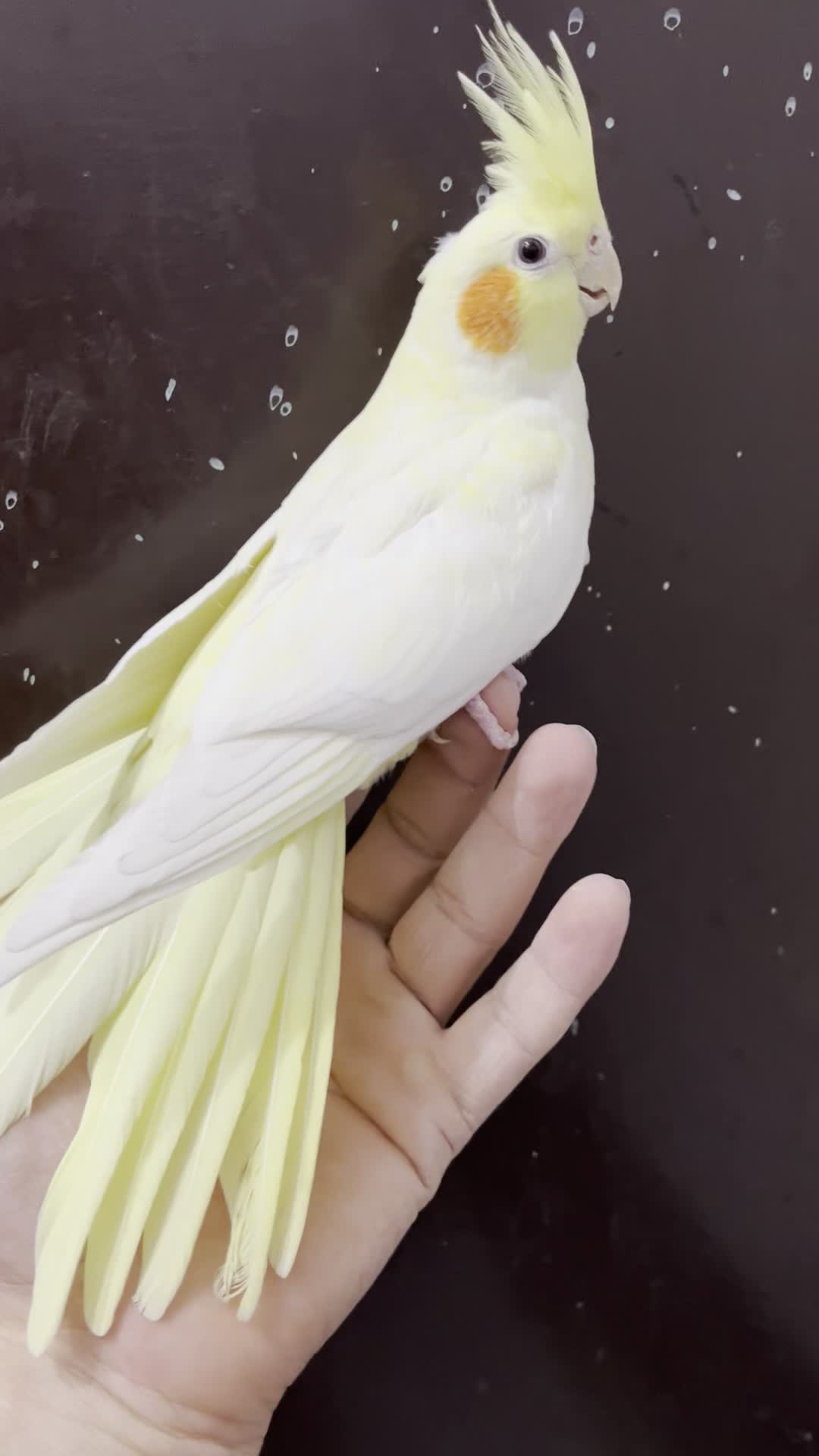 عروس هلندی ماده لوتینو زعفرونی بالغ چشم سبز آلبینو|پرنده|تهران, شکوفه (عبدل آباد)|دیوار