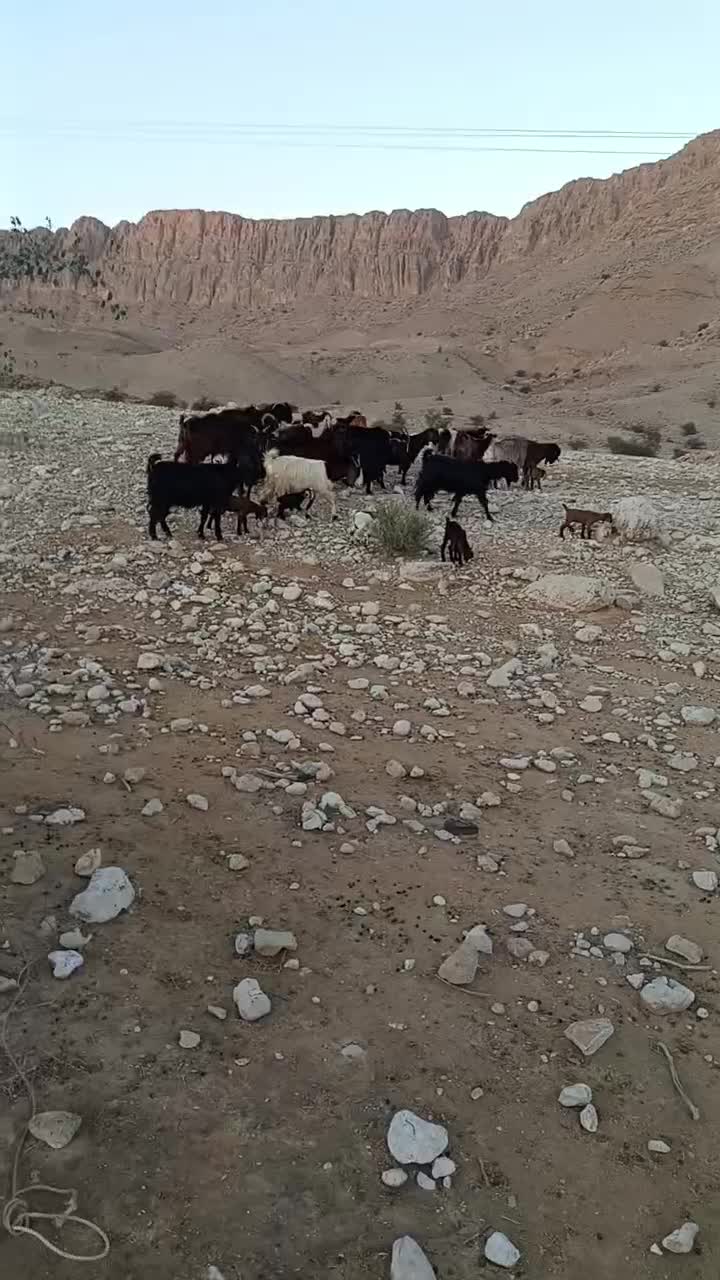 بز داشتی|حیوانات مزرعه|دهرم, |دیوار