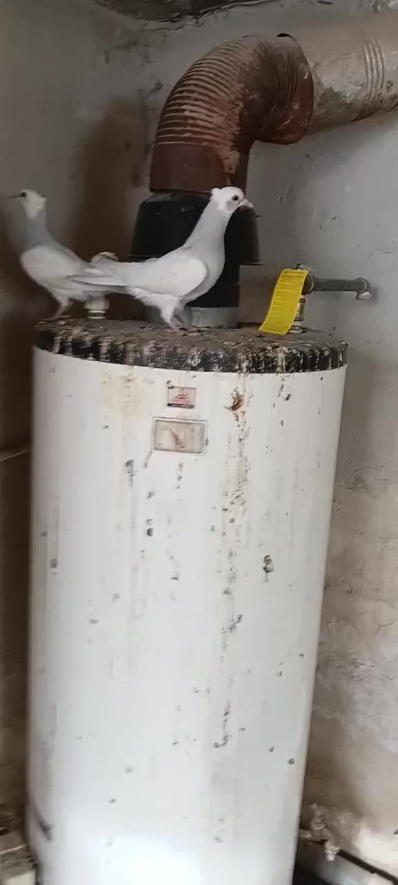 کفتر طوقی آبی|پرنده|مشهد, ابوذر|دیوار