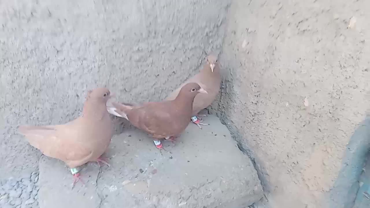 کفتر|پرنده|فردوس (کرمان), |دیوار