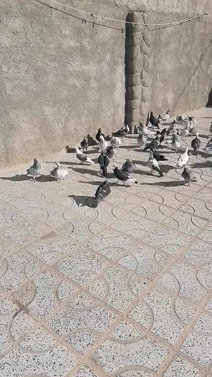 کفتر بوم بضمانت|پرنده|تربتحیدریه, پایانه مسافربری تربت حیدریه|دیوار