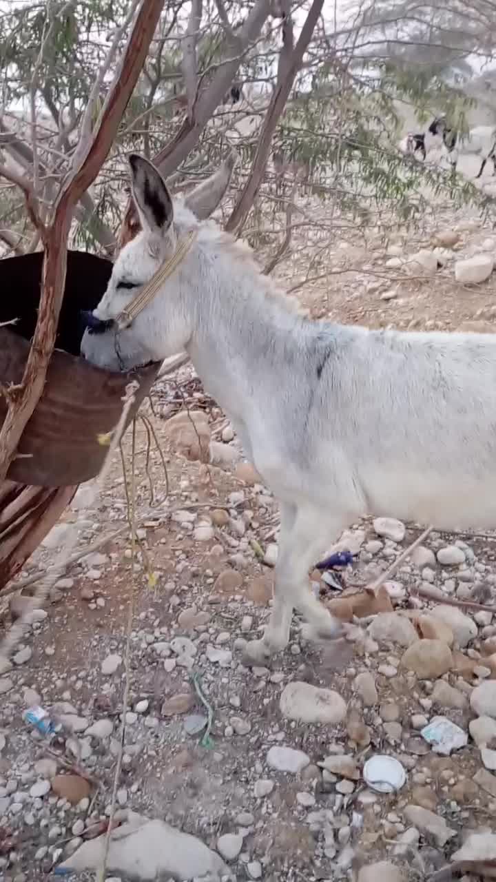 کنگان|حیوانات مزرعه|بوشهر, |دیوار