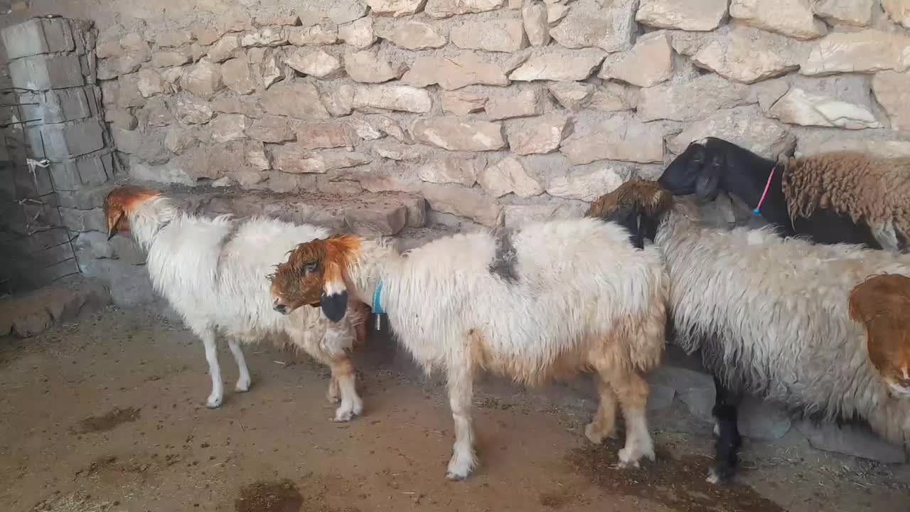 میش|حیوانات مزرعه|مسجد سلیمان, |دیوار