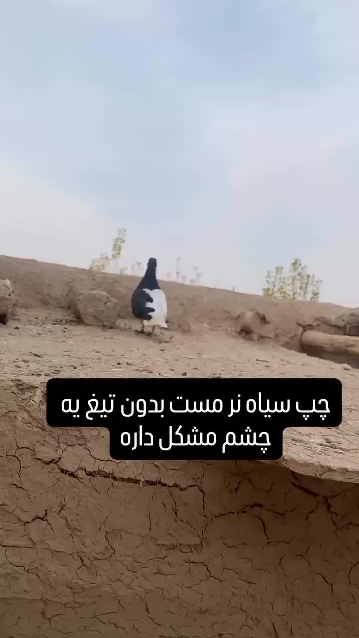 کبوتر پرنده چپ سیاه|پرنده|دشتابی, |دیوار