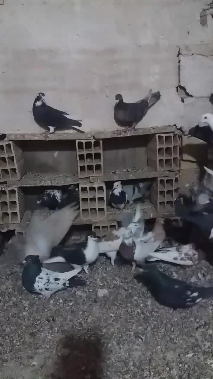 کبوتر ها تاکستان بوم ندارن|پرنده|تاکستان, |دیوار