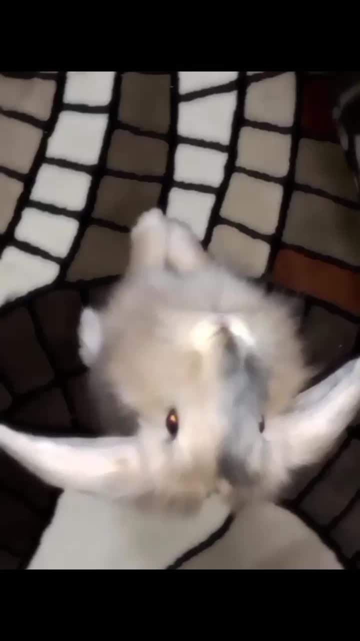 فروش خرگوش لوپ|موش و خرگوش|اصفهان, سپاهانشهر|دیوار