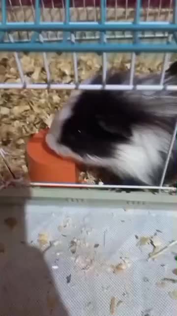 همستر، خوکچه هندی کم سن|موش و خرگوش|اهواز, آریاشهر|دیوار