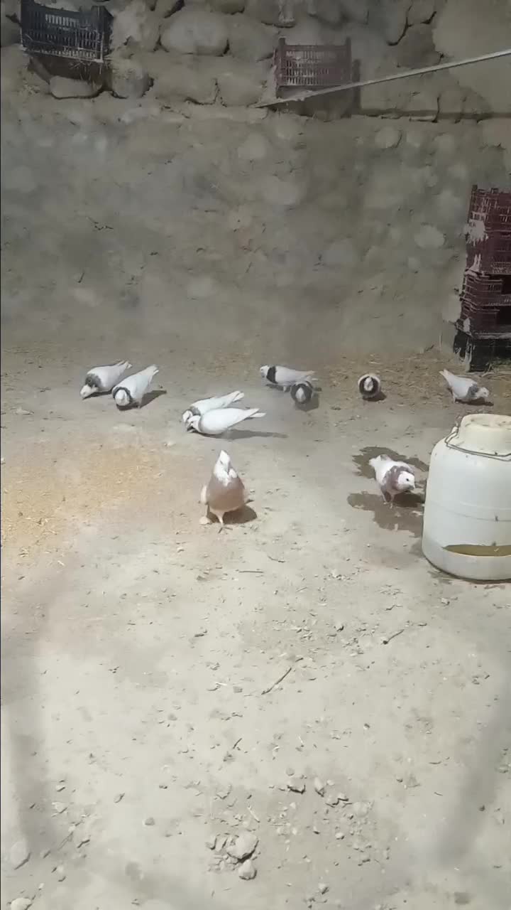 کبوتر طوقی|پرنده|بستان آباد, |دیوار