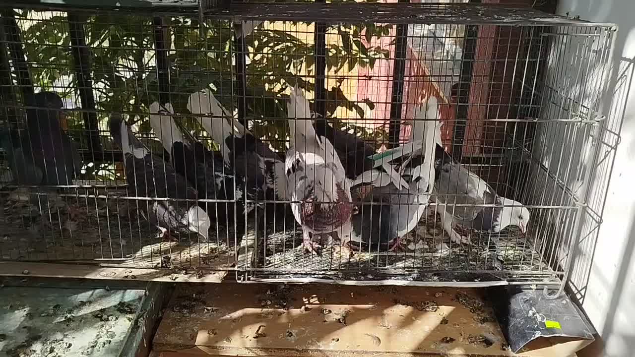 کفتر ۸ عدد غریب گیری بلندی همه خوب|پرنده|محمدشهر, شهرک پیام (مهرالبرز)|دیوار