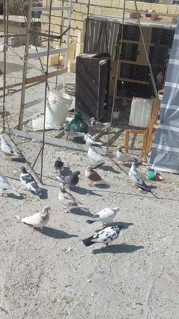 کبوتر|پرنده|کرج, فاز ۲ مهرشهر|دیوار