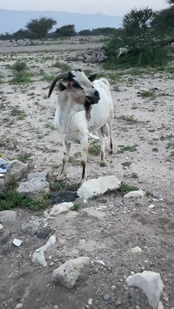 نری|حیوانات مزرعه|مهران (هرمزگان), |دیوار