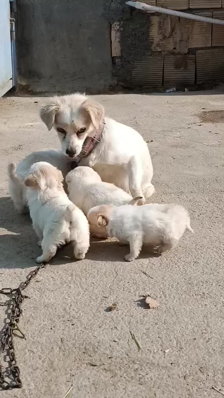 توله اشپیتزو|سگ|نجف‌آباد, گلدشت|دیوار