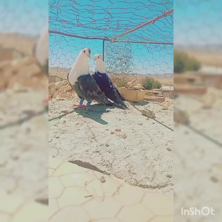 کفتر|پرنده|زاوه, |دیوار