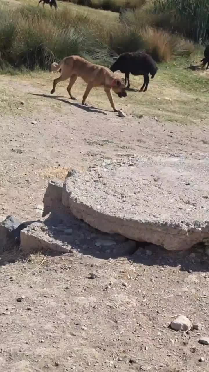 فروش|سگ|شاهین دژ, |دیوار