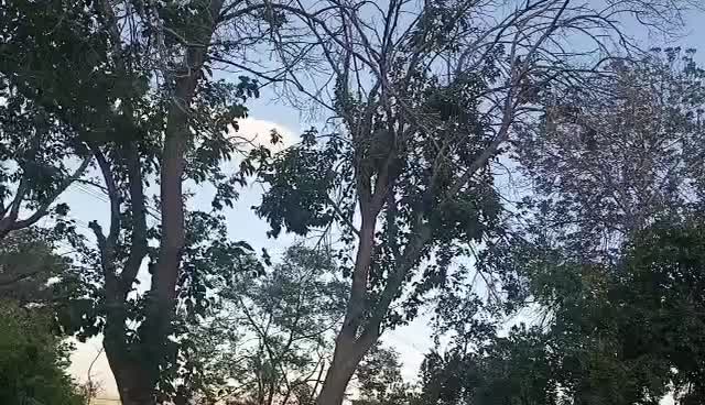 هرس باغ با پیشرفته ترین اره ها بنزینی برقی‌(بیصدا|خدمات باغبانی و درختکاری|شیراز, شهرک کوشکک|دیوار