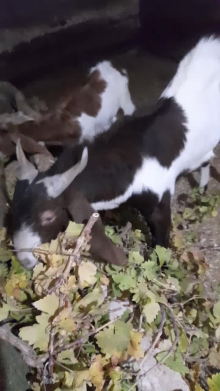 بز پاکستانی اصیل|حیوانات مزرعه|صالح آباد, |دیوار