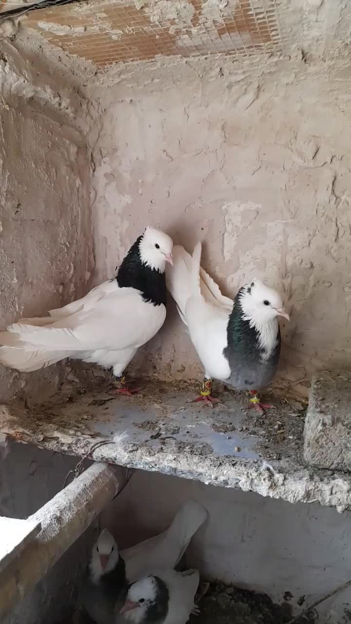 طوقی|پرنده|فردوس (خراسان), |دیوار