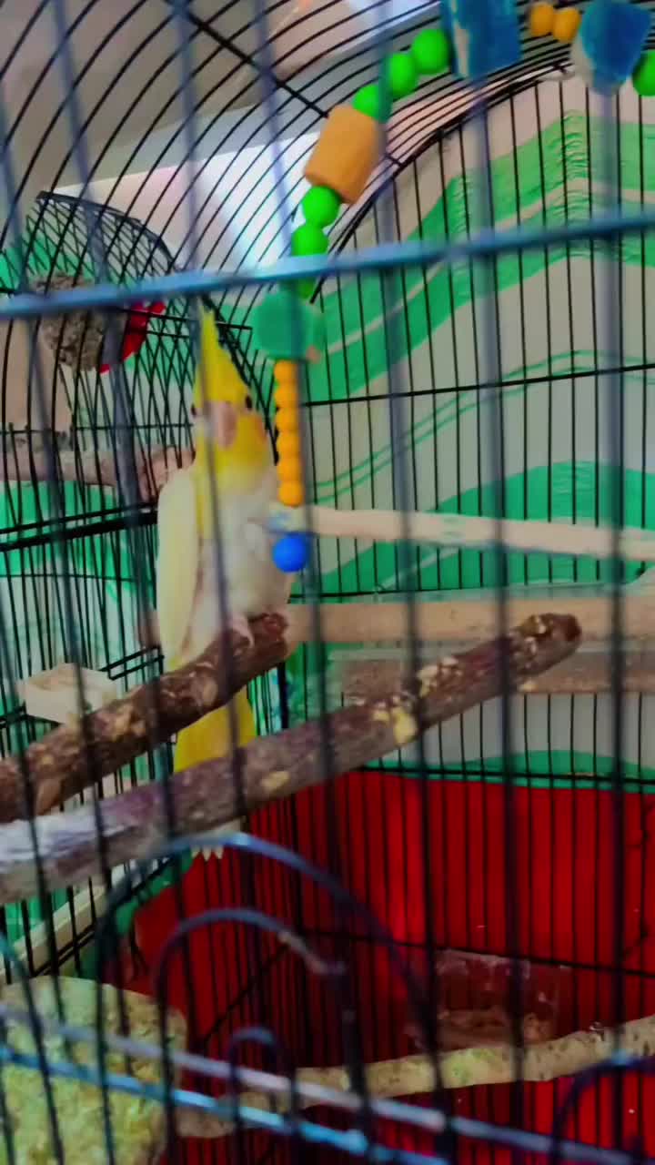 جفت عروس هلندی مولد با جوجه و دو جفت مرغ عشق مولد|پرنده|حمیدیه, |دیوار