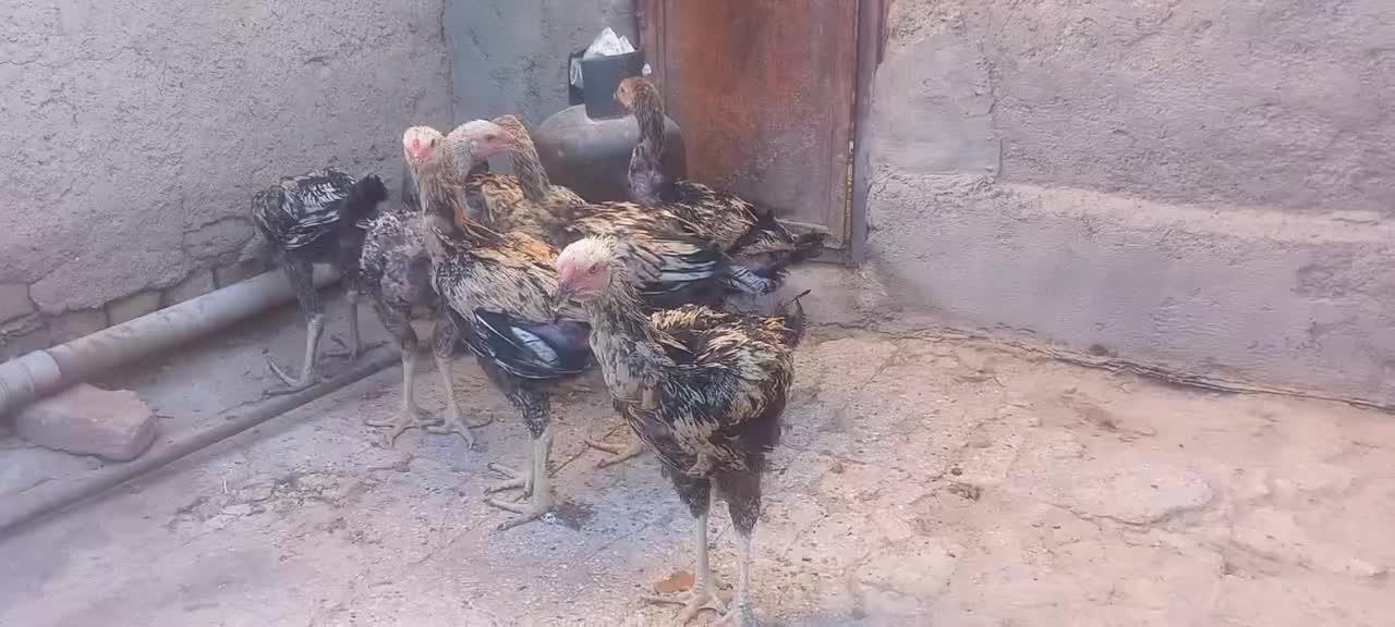 ل ا ر ی لاری  جوجه خروس لاری|حیوانات مزرعه|زاهدان, |دیوار