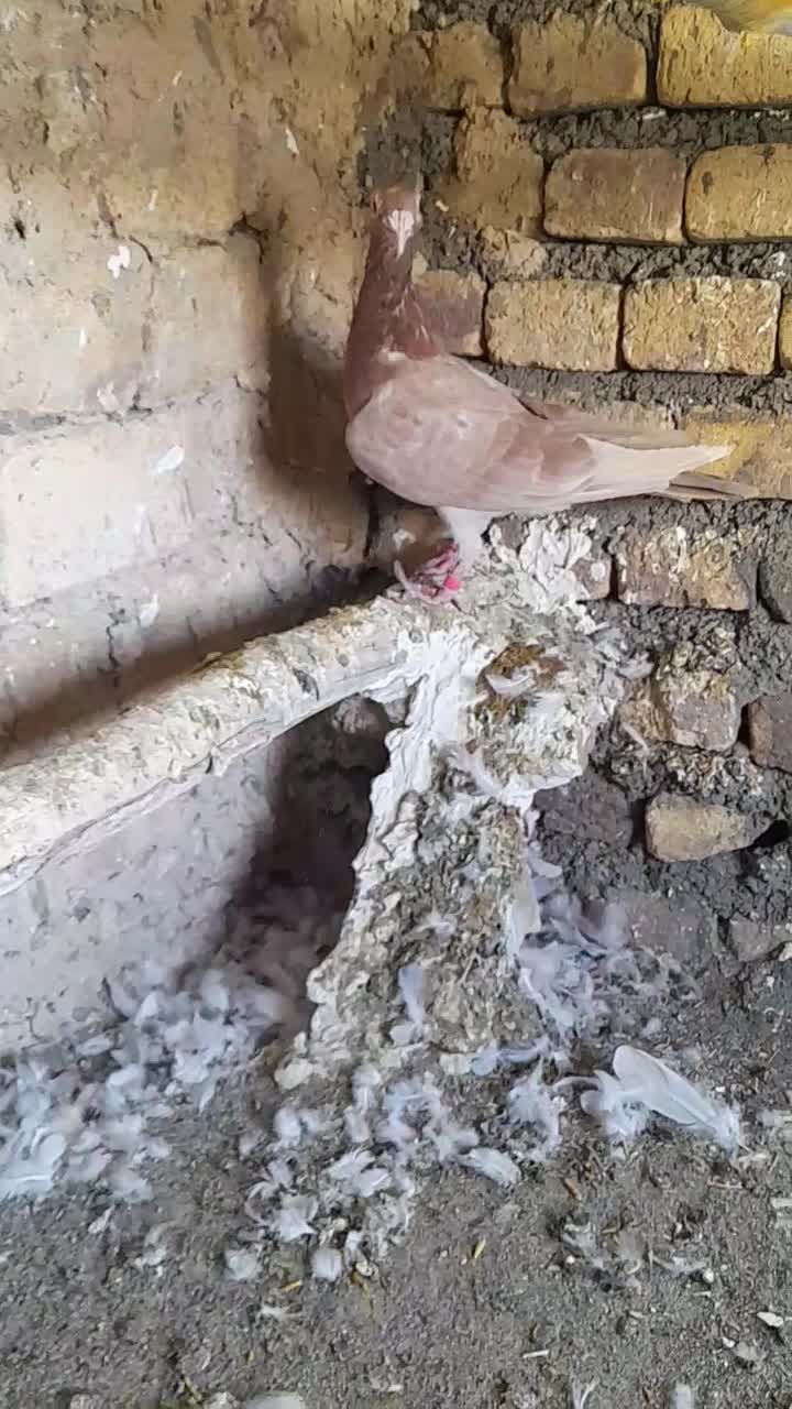 کبوتر گردن زردنامبر|پرنده|کنگاور, |دیوار