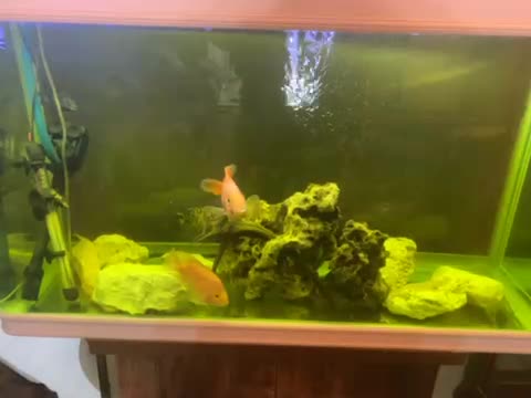 آکواریوم یک متری شیشه خم شرکتی|ماهی|خرمآباد, |دیوار