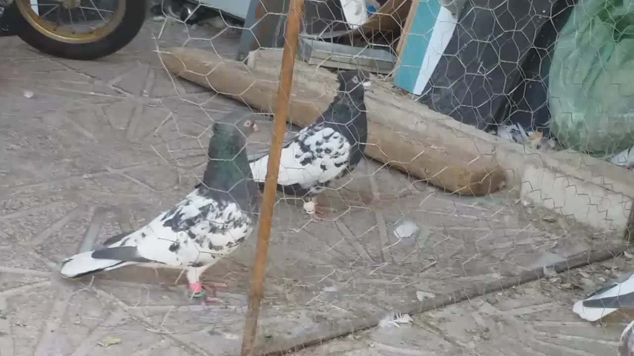 کبوترکله|پرنده|شیراز, فاضل|دیوار