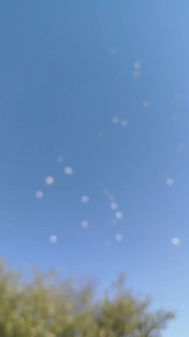 طوقی|پرنده|دهگلان, |دیوار