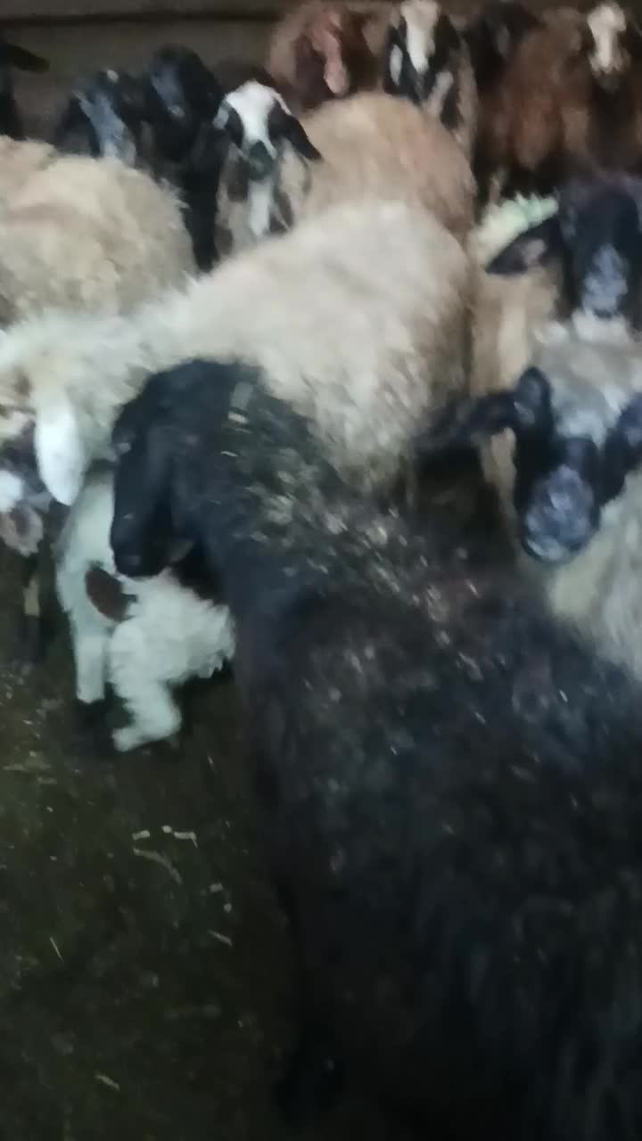 گوسفند|حیوانات مزرعه|مریوان, |دیوار